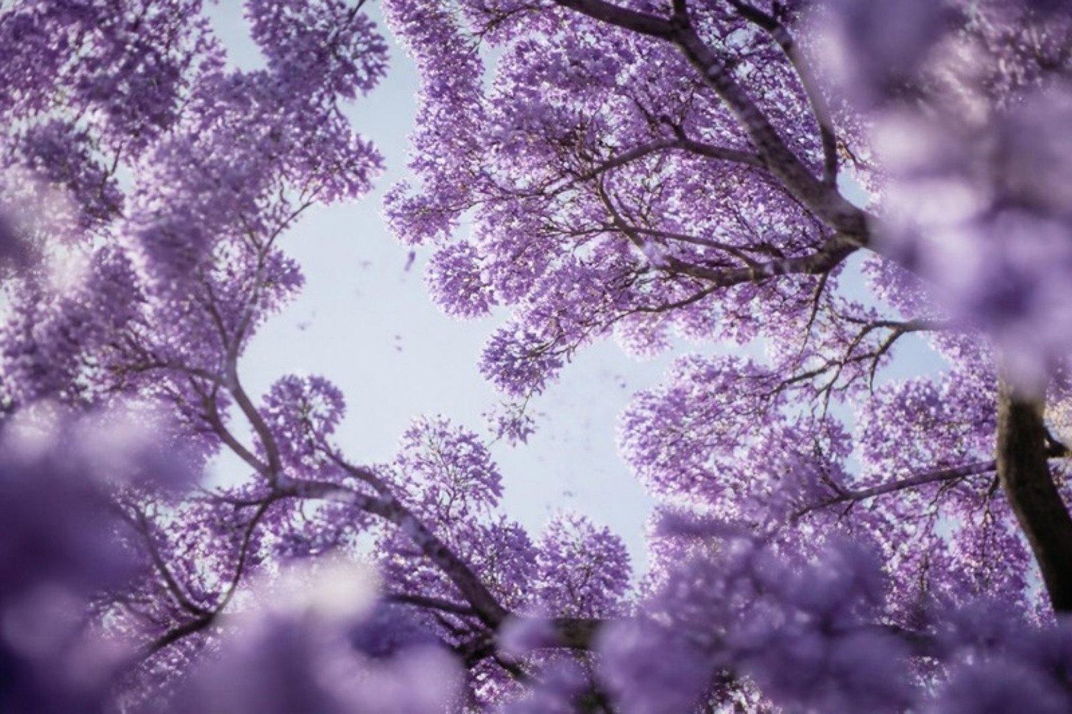Copa de un jacarandá en flor